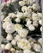 Load image into Gallery viewer, February & March fresh Peonies