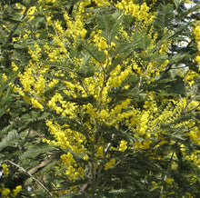 Load image into Gallery viewer, Fresh Mimosa & Fingerling Acacia - a French winter tradition- American grown!