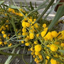 Load image into Gallery viewer, Fresh Mimosa & Fingerling Acacia - a French winter tradition- American grown!