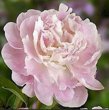 Load image into Gallery viewer, February & March fresh Peonies