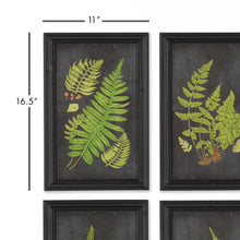 Load image into Gallery viewer, Framed Fern Botanical Prints, Set of 9