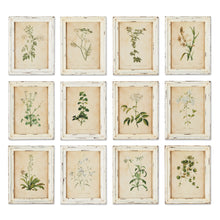 Load image into Gallery viewer, Framed Wild Flower Botanical Prints, Set of 12