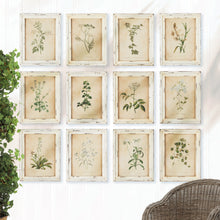 Load image into Gallery viewer, Framed Wild Flower Botanical Prints, Set of 12
