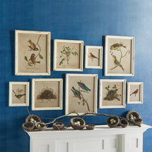 Load image into Gallery viewer, Framed Aviary Bird & Nest Habitat Prints, Set of 9