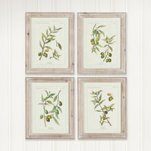Load image into Gallery viewer, Framed Olive Leaf Botanical Prints, Set of 4