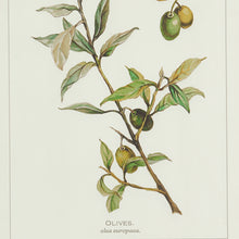 Load image into Gallery viewer, Framed Olive Leaf Botanical Prints, Set of 4
