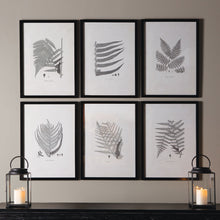 Load image into Gallery viewer, Framed Gray-Tone Fern Prints, Set of 6
