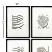 Load image into Gallery viewer, Framed Gray-Tone Fern Prints, Set of 6