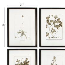 Load image into Gallery viewer, Framed Sepia-Tone Botanical Prints, Set of 4
