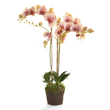 Load image into Gallery viewer, PHALAENOPSIS ORCHID DROP-IN 32"