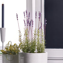 Load image into Gallery viewer, FRENCH LAVENDER POTTED 21"