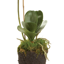 Load image into Gallery viewer, PHALAENOPSIS ORCHID DROP-IN 26"