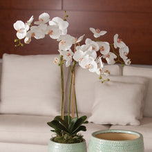 Load image into Gallery viewer, PHALAENOPSIS ORCHID DROP-IN 31"