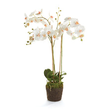 Load image into Gallery viewer, PHALAENOPSIS ORCHID DROP-IN 31"