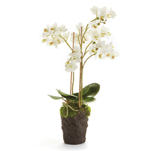 Load image into Gallery viewer, PHALAENOPSIS ORCHID DROP-IN 20"