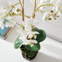 Load image into Gallery viewer, PHALAENOPSIS ORCHID DROP-IN 20"