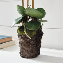 Load image into Gallery viewer, PHALAENOPSIS ORCHID DROP-IN 20"