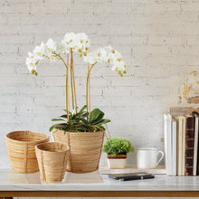 Load image into Gallery viewer, PHALAENOPSIS ORCHID MINI GARDEN DROP-IN 16"
