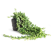 Load image into Gallery viewer, STRING OF PEARLS DROP-IN 26"