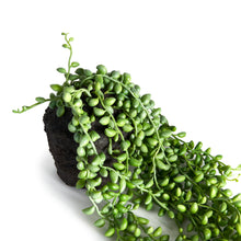 Load image into Gallery viewer, STRING OF PEARLS DROP-IN 26"