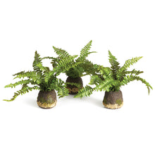Load image into Gallery viewer, BOSTON FERN DROP-INS, SET OF 3