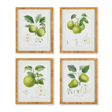Load image into Gallery viewer, FRUIT STUDY, SET OF 4