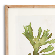 Load image into Gallery viewer, KELP PRINTS, SET OF 6