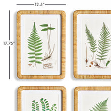 Load image into Gallery viewer, FOREST FERN PRINTS, SET OF 4
