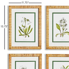Load image into Gallery viewer, WHITE FLORAL STUDY, SET OF 4