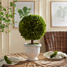 Load image into Gallery viewer, BOXWOOD SINGLE 11" BALL TOPIARY IN POT