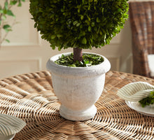 Load image into Gallery viewer, BOXWOOD SINGLE 11" BALL TOPIARY IN POT