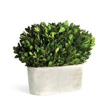 Load image into Gallery viewer, BOXWOOD BUSH IN OVAL POT