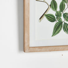 Load image into Gallery viewer, VERDANT BRANCH PRINTS, SET OF 4