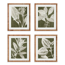 Load image into Gallery viewer, TRANSLUCENT STEM PRINTS, SET OF 4