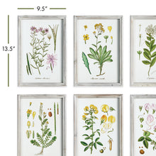 Load image into Gallery viewer, PERENNIAL BOTANICAL STUDY, SET OF 6