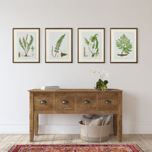 Load image into Gallery viewer, STRUCTURAL FERN STUDY, SET OF 4