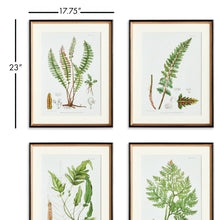 Load image into Gallery viewer, STRUCTURAL FERN STUDY, SET OF 4