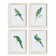 Load image into Gallery viewer, COLORFUL PARROT PRINTS, SET OF 4