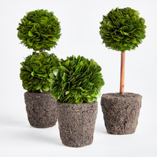 Load image into Gallery viewer, BOXWOOD MINI TOPIARY DROP-INS, SET OF 3
