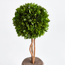 Load image into Gallery viewer, BOXWOOD SINGLE SPHERE TOPIARY DROP-IN 16"