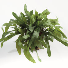 Load image into Gallery viewer, ECHEVERIA FERN DROP-IN 13.5"