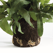 Load image into Gallery viewer, ECHEVERIA FERN DROP-IN 13.5"