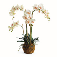 Load image into Gallery viewer, PHALAENOPSIS ORCHID DROP-IN 30"