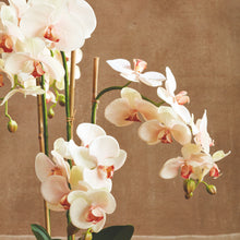 Load image into Gallery viewer, PHALAENOPSIS ORCHID DROP-IN 30"