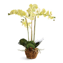 Load image into Gallery viewer, PHALAENOPSIS ORCHID DROP-IN 30"
