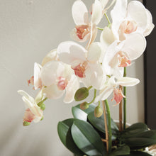 Load image into Gallery viewer, PHALAENOPSIS ORCHID DROP-IN 23"