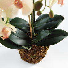 Load image into Gallery viewer, PHALAENOPSIS ORCHID DROP-IN 23"