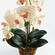 Load image into Gallery viewer, PHALAENOPSIS ORCHID DROP-IN 23"