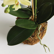 Load image into Gallery viewer, PHALAENOPSIS ORCHID DROP-IN 23"