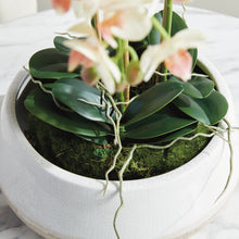 Load image into Gallery viewer, PHALAENOPSIS 16" MINI GARDEN DROP-IN